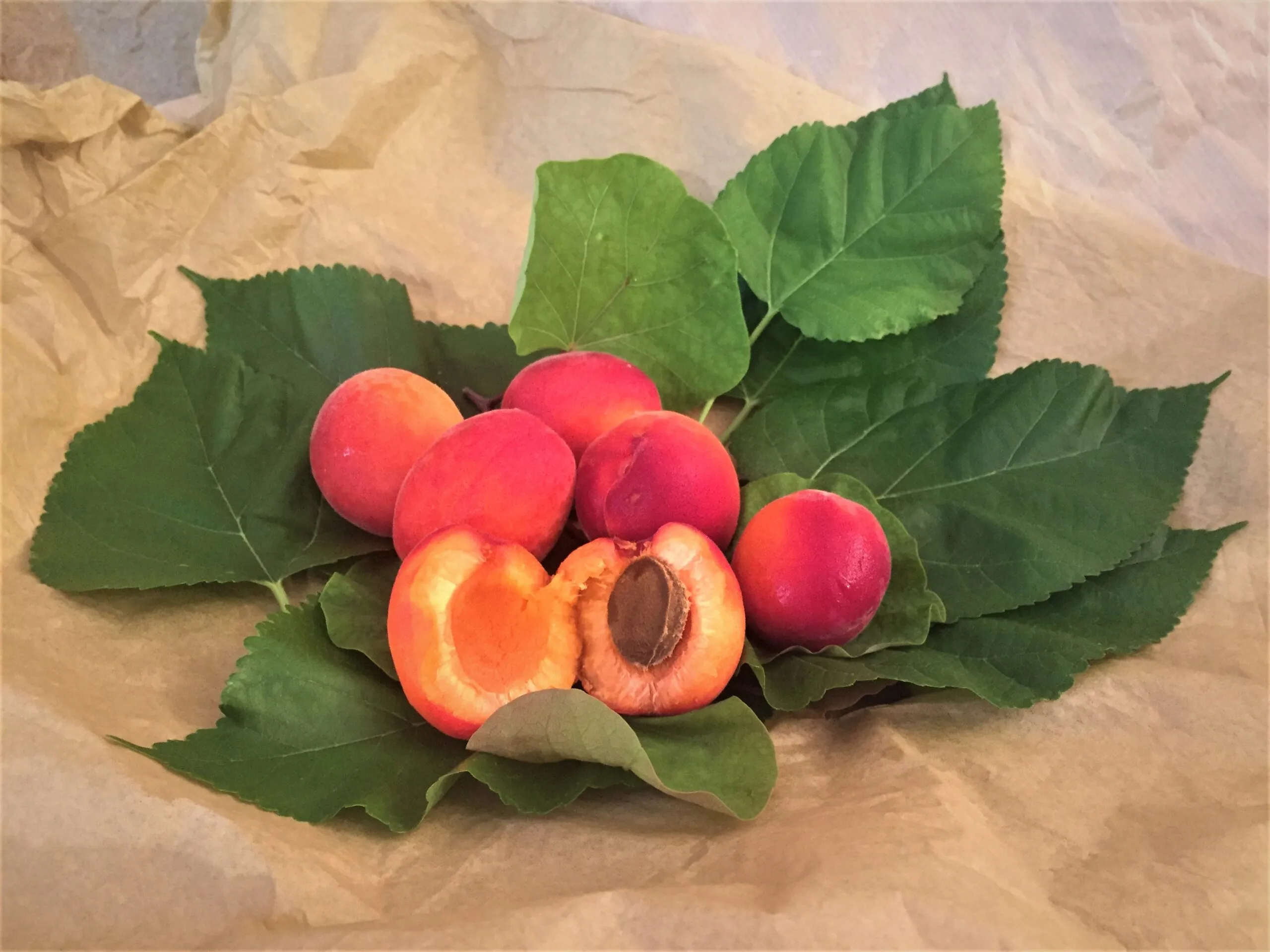 Rubista Apricots